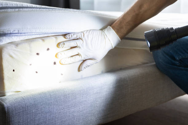 Best Termite Control Services  in Sheridan, IN