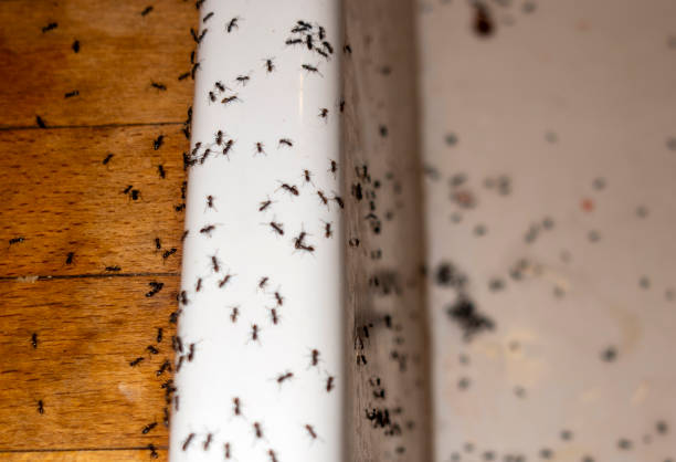 Best Affordable Pest Control Services  in Sheridan, IN